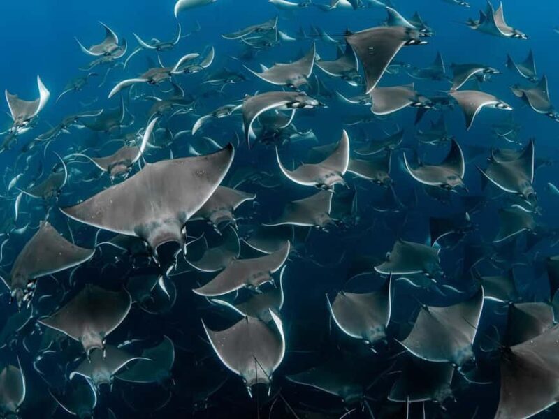 Los Cabos: Ocean Safari Snorkeling and Freediving Tour - Key Points