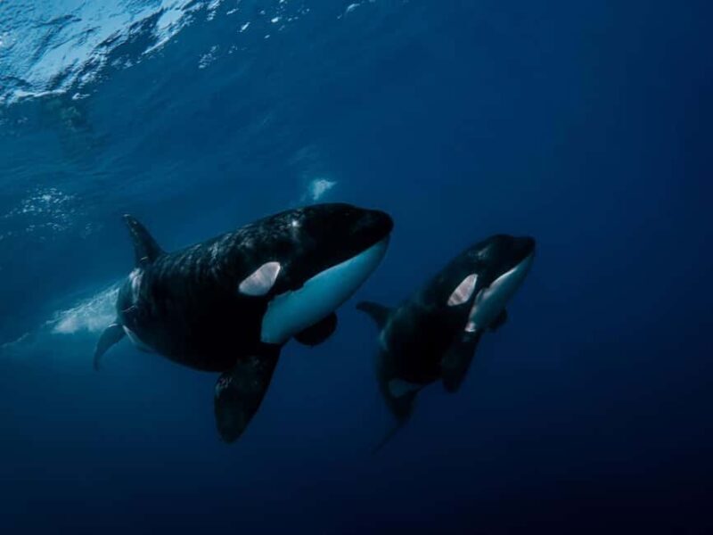 Los Cabos: Ocean Safari Snorkeling and Freediving Tour - The Sum Up