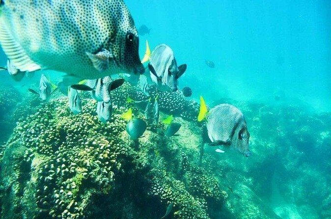 Los Cabos Platinum Snorkel Experience - Frequently Asked Questions (FAQs)