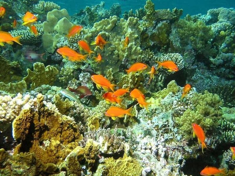 Los Cabos: Santa Maria & Chileno Bay Snorkel Adventure - Who Should Consider This Tour?