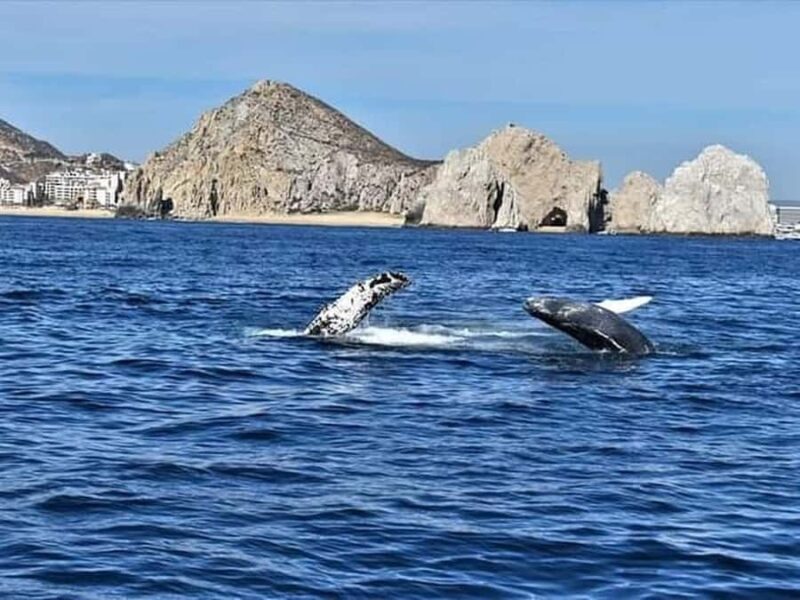 Los Cabos: Santa Maria & Chileno Bay Snorkel Adventure - FAQ