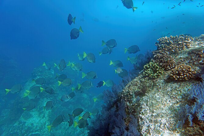 Los Cabos Snorkeling Tour by Speed Boat with Photos Included - Why This Tour Offers Great Value