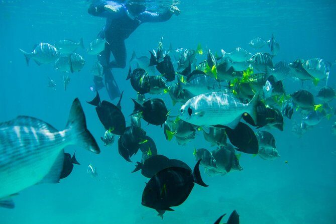 Los Cabos Snorkeling Tour to Chileno Bay and Santa Maria Cove - What We Love and What to Consider