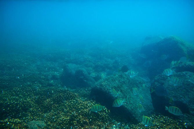 Los Cabos Snorkeling Tour to Chileno Bay and Santa Maria Cove - The Sum Up: Who Should Book This Tour?