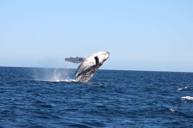 Los Cabos: Whale Watching and Safari - Key Points