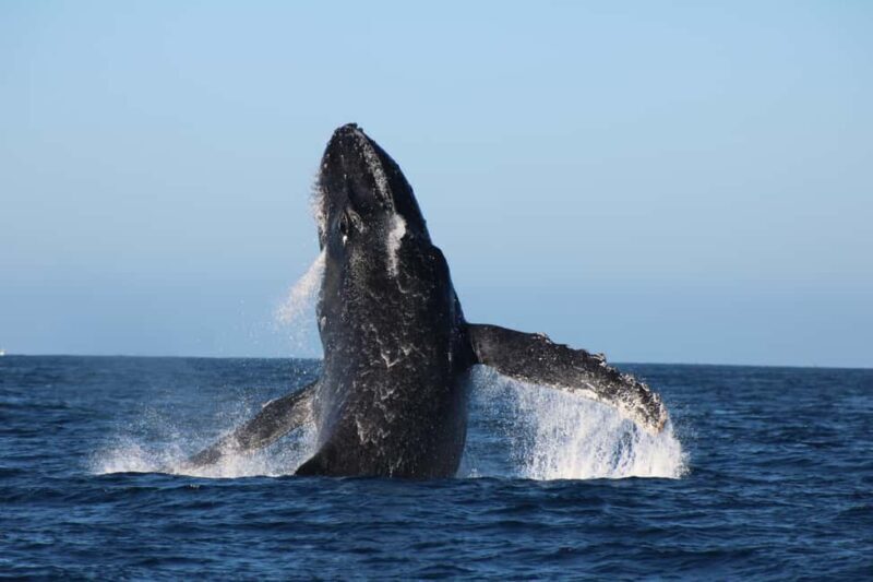 Los Cabos: Whale Watching and Safari - A Detailed Look at the Whale Watching Experience