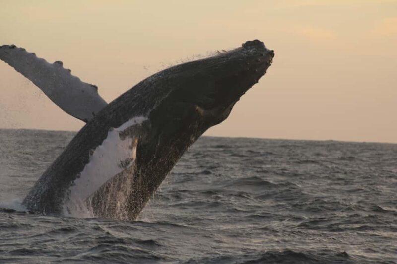 Los Cabos: Whale Watching and Safari - FAQs