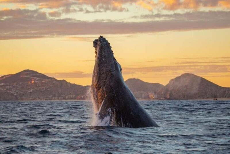 Los Cabos: Whale Watching and Sunset Catamaran Cruise - FAQ