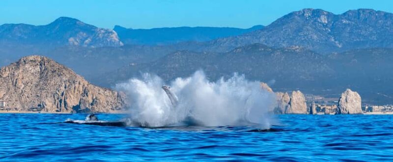 Los Cabos: Whale Watching by Glass Bottom Boat - Key Points