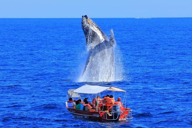 Los Cabos: Whale Watching Safari & Free time at Lovers Beach - Los Cabos: Whale Watching Safari & Free time at Lovers Beach