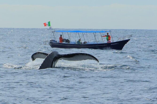 Los Cabos: Whale Watching Safari & Free time at Lovers Beach - Key Points
