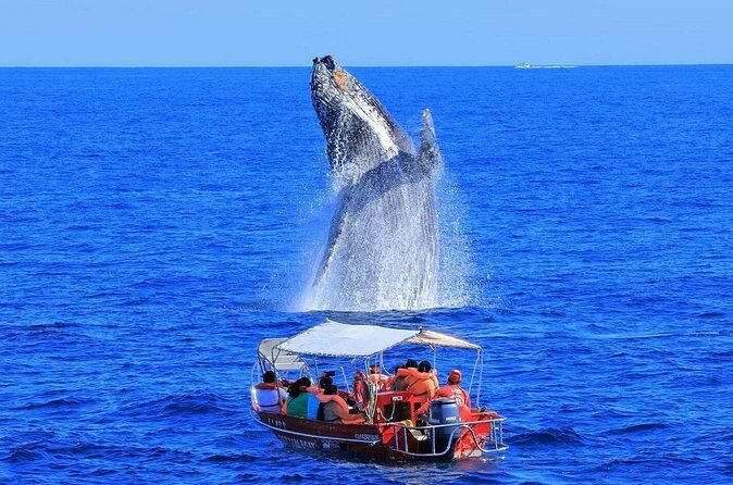 Los Cabos: Whale Watching Safari & Free time at Lovers Beach - FAQ