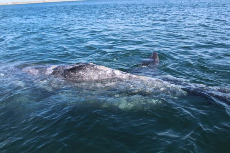 Los Cabos: Whale Watching Tour with Tequila Tasting - A Detailed Look at the Whale Watching and Sightseeing Tour