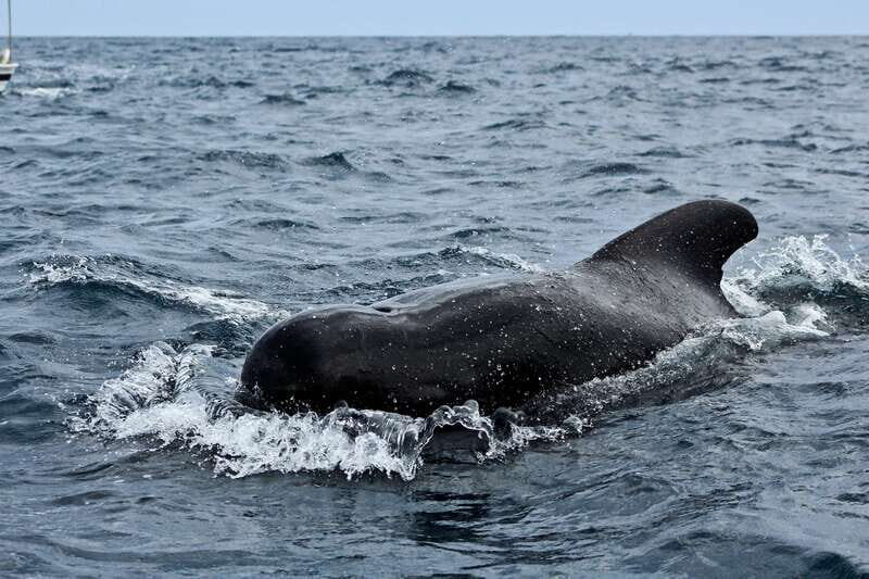 Los Cabos: Whale Watching (Transport and Pictures Included) - Who Should Consider This Tour?
