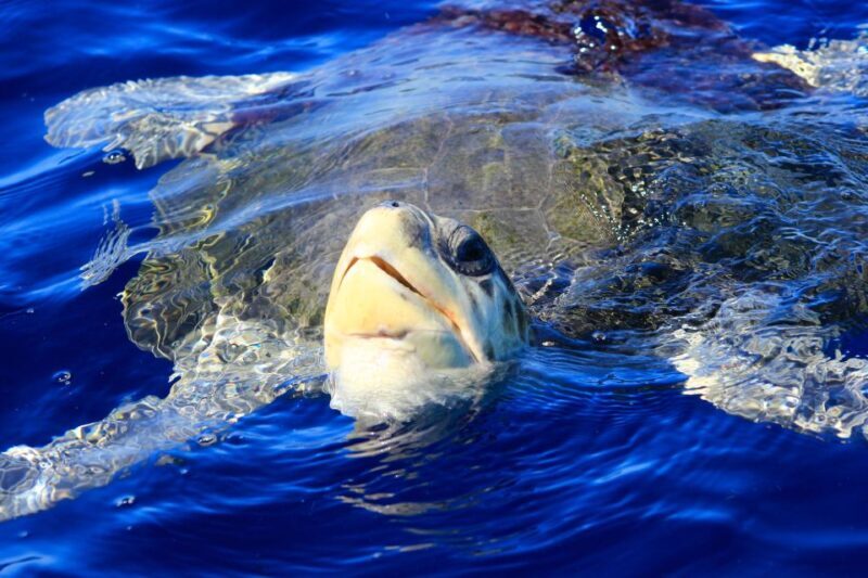 Los Cabos: Whale Watching (Transport and Pictures Included) - The Sum Up