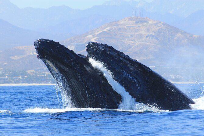 Los Cabos Whale Watching (Transportation and Pictures Included) - The Itinerary in Detail