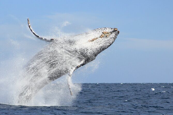 Los Cabos Whale Watching (Transportation and Pictures Included) - Final Thoughts