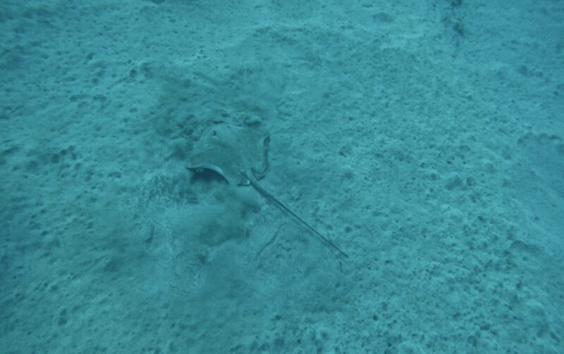 Los Cristianos: Basic Diver Course - Los Cristianos: Basic Diver Course — A Beginner’s Introduction to Underwater Exploration