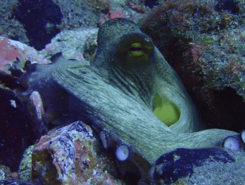 Los Cristianos: Basic Diver Course - Final Thoughts