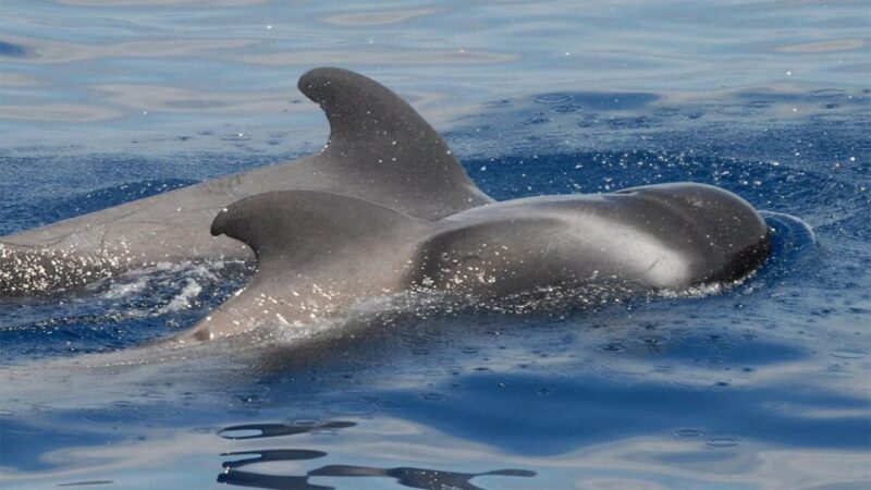 Los Cristianos: Eco-Yacht Whale Watching Cruise with Swim - Practical Tips to Make the Most