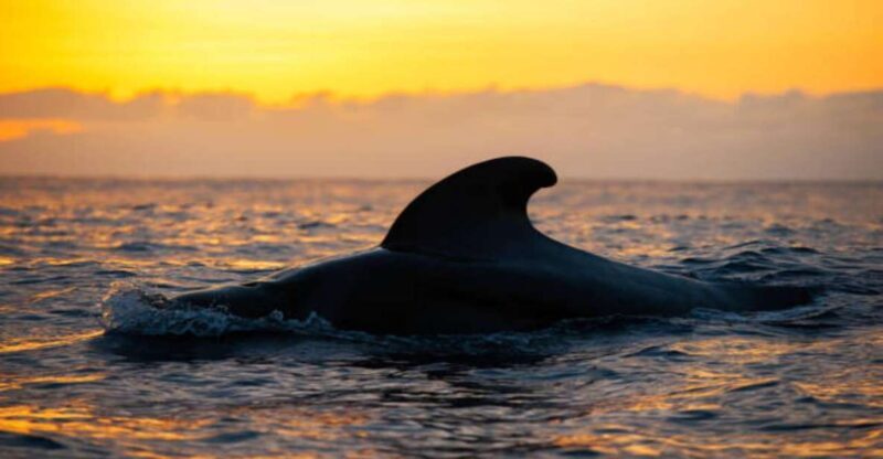 Los Cristianos: Eco Yacht Whale Watching Tour at Sunset - What’s Included and What’s Not