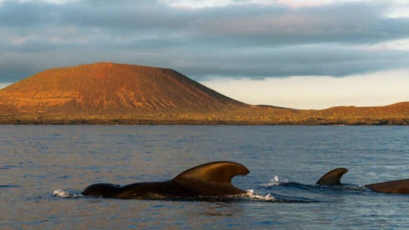 Los Cristianos: Eco Yacht Whale Watching Tour at Sunset - Final Thoughts: Who Will Love This Tour?
