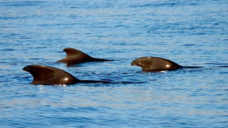 Los Cristianos: Eco Yacht Whale Watching Tour at Sunset - FAQ