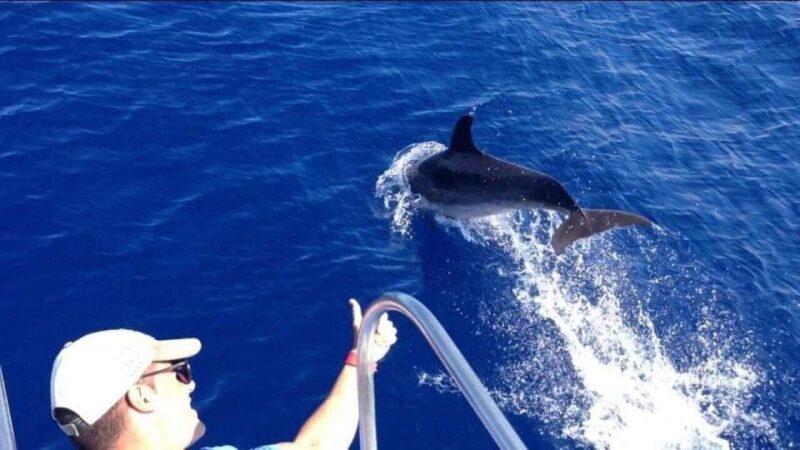Los Cristianos: Eco Yacht Whale Watching Tour at Sunset - Final Summary