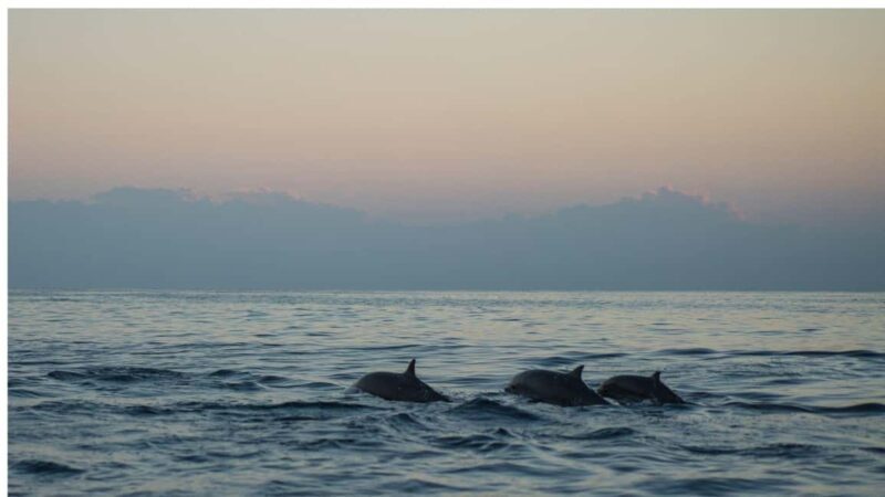 Los Cristianos : Sunset Kayak Safari with Cave & Wildlife - A Deep Dive into the Sunset Kayak Safari