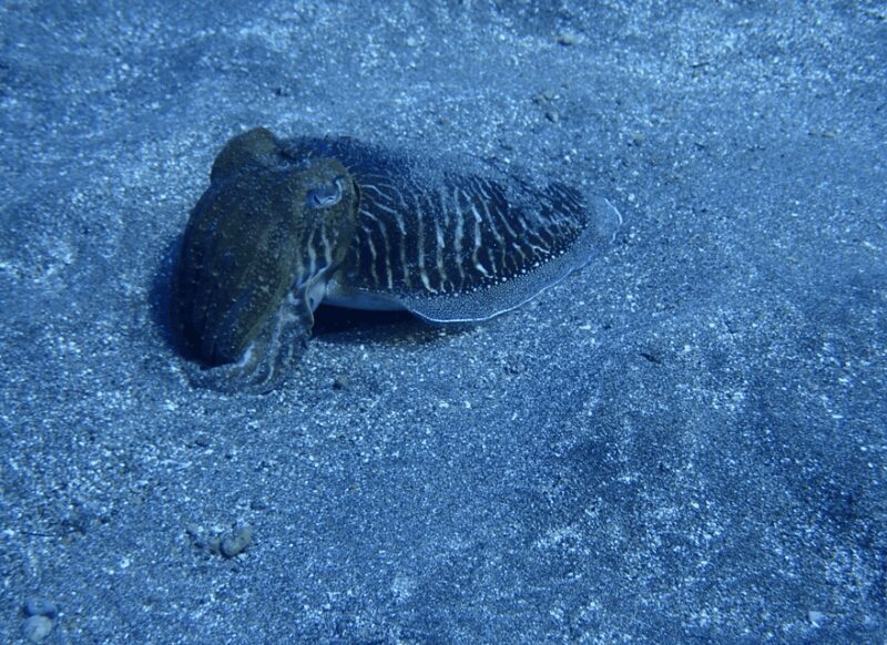 Los Cristianos: Try Dive for beginners - What Makes This Experience Stand Out?