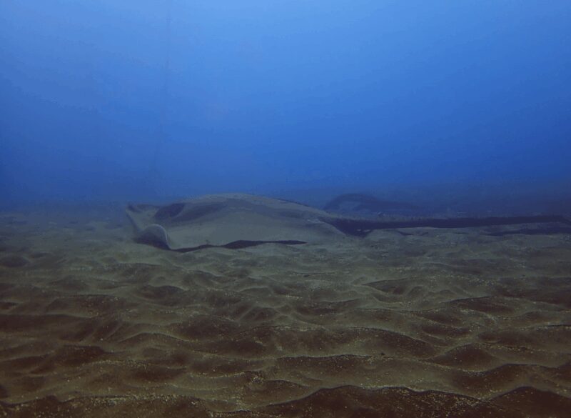 Los Cristianos: Try Dive for beginners - The Sum Up
