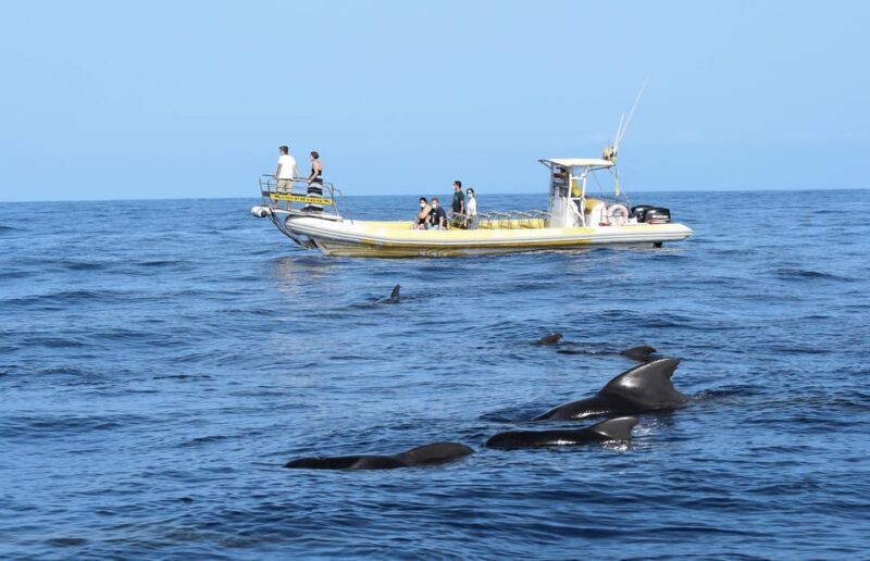 Los Gigantes: Dolphin and Whale Watching Cruise by Speedboat - An Up-C Close Look at the Tour Experience