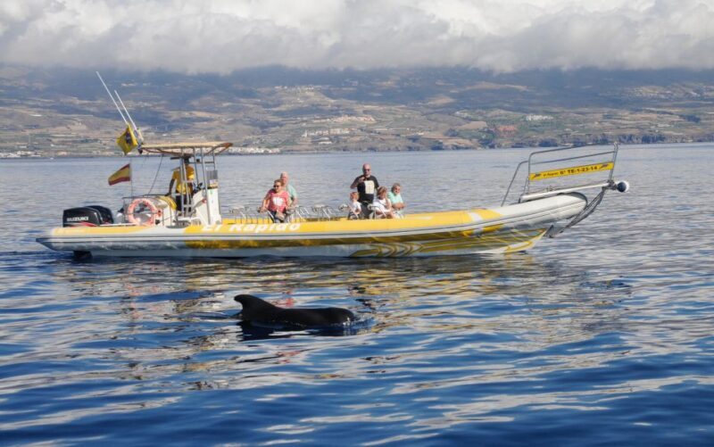 Los Gigantes: Dolphin and Whale Watching Cruise by Speedboat - Summary: Who Should Consider This Tour?