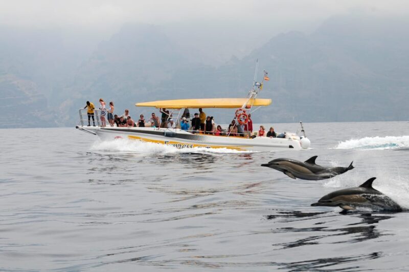 Los Gigantes: Dolphin & Whale Watching Cruise with Swim Stop - An In-Depth Look at the Experience