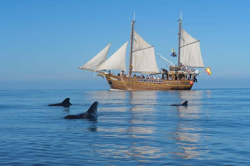 Los Gigantes: Dolphin & Whale Watching Tour on a Pirate Boat - An Honest Look at the Experience