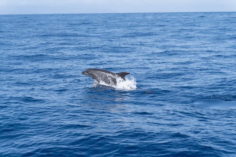 Los Gigantes: Sailing Excursion with Swimming, Drink & Tapas - Los Gigantes: Sailing Excursion with Swimming, Drink & Tapas