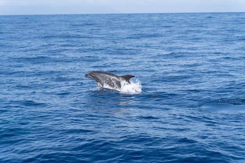Los Gigantes: Sailing Excursion with Swimming, Drink & Tapas - Frequently Asked Questions