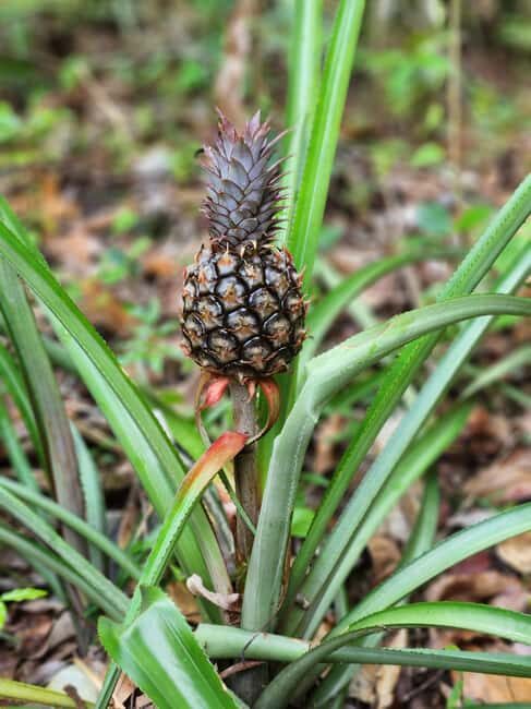 Los Haitises: Boat Excursion and Walking Tour with Lunch - A Deep Dive into the Los Haitises Experience