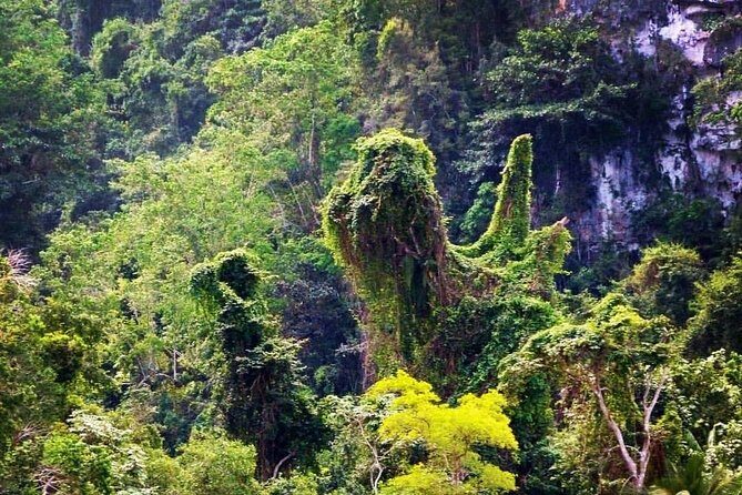 Los Haitises National Park Private boat Hiking 4 Hours Moist Forest Trail. - Key Points
