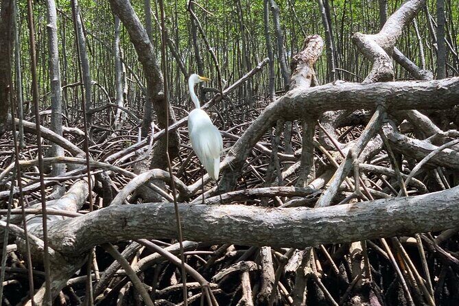 Los Haitises National Park Private boat Hiking 4 Hours Moist Forest Trail. - Who Will Love This Tour?