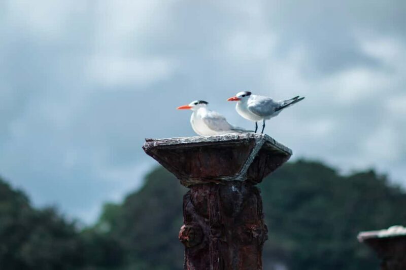 Los Haitises Rain Forest and Kayaking - The Sum Up: Who Will Love This Tour?