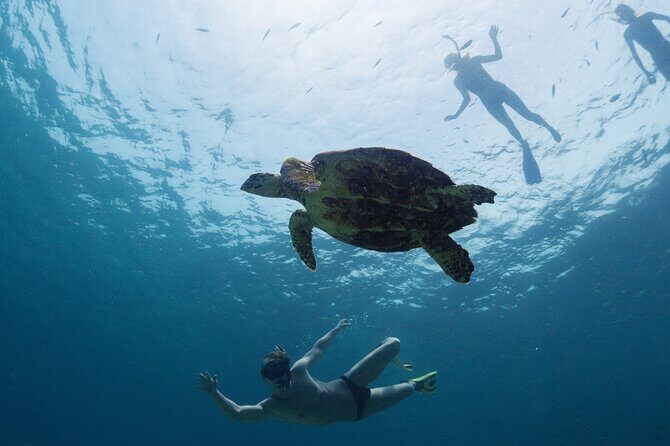 Los Tuneles Day Tour: Snorkeling, Exploring and Swimming With Wildlife - Key Points