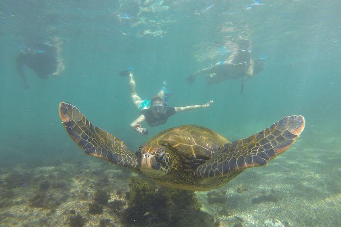 Los Tuneles Day Tour: Snorkeling, Exploring and Swimming With Wildlife - The Heart of the Experience: An In-Depth Look at Los Túneles