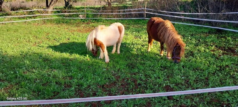 Loulé: Guided Horse Riding in the Hills of salir - Loulé: Guided Horse Riding in the Hills of Salir