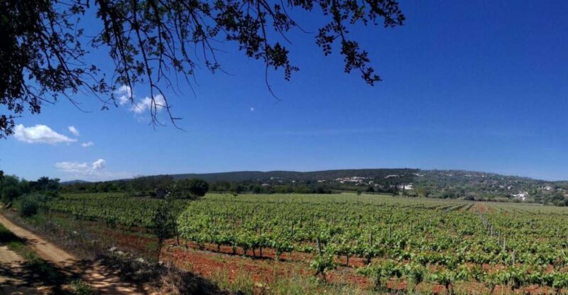 Loulé: Quinta da Tôr Winery Guided Tour and Wine Tasting - Exploring Quinta da Tôr: A Genuine Algarve Experience