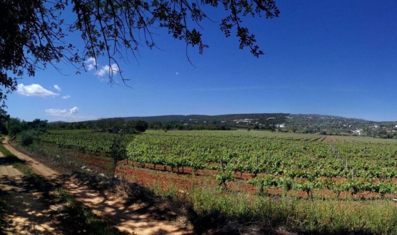 Loulé: Quinta da Tôr Winery Guided Tour and Wine Tasting - Who Is This Tour For?