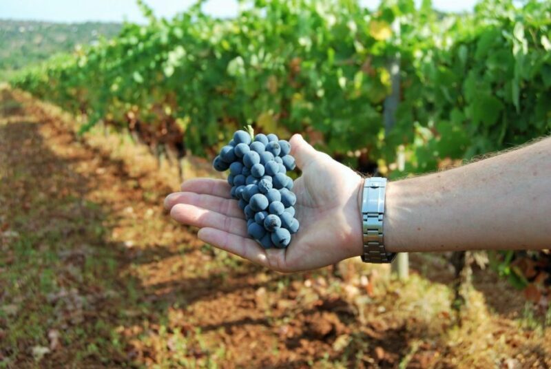 Loulé: Quinta da Tôr Winery Guided Tour and Wine Tasting - Final Reflections: Who Will Love This Tour?