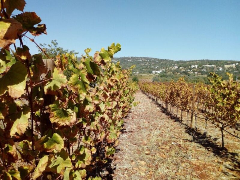 Loulé: Quinta da Tôr Winery Guided Tour and Wine Tasting - In closing