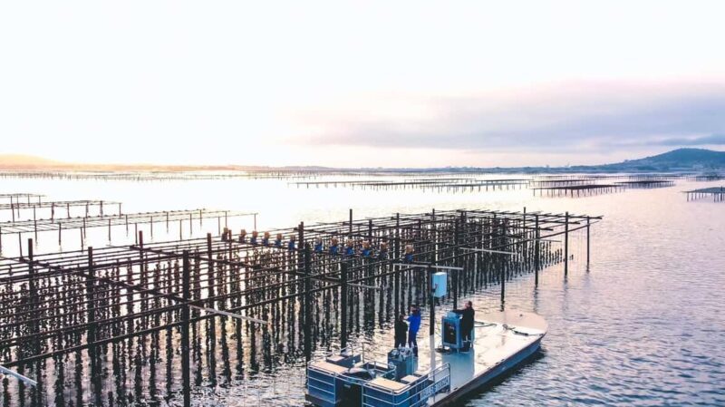 Loupian: Tour guide of our oyster farm and tasting - Why This Tour Matters for Your Trip