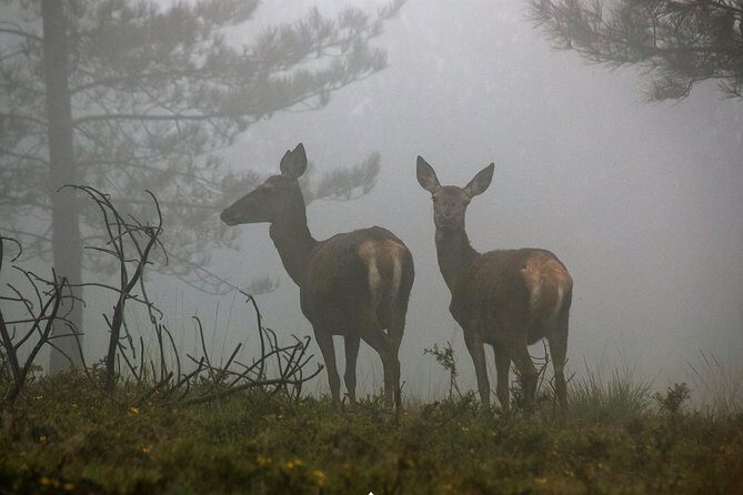 Lousa Mountain Private Tour - Discover the Hidden Charm of Portugal’s Lousã Mountains